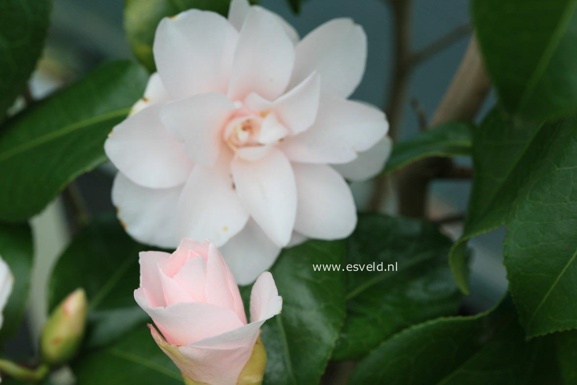 Camellia japonica 'Hagoromo'