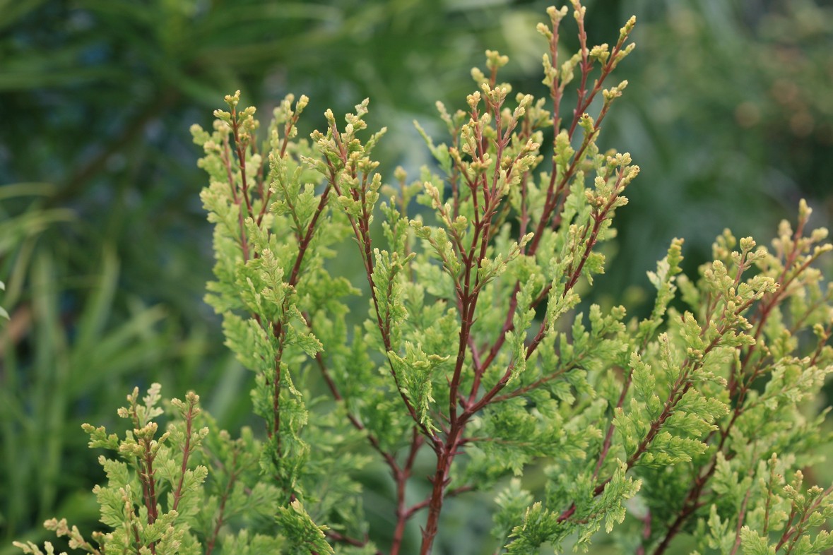 Austrocedrus chilensis