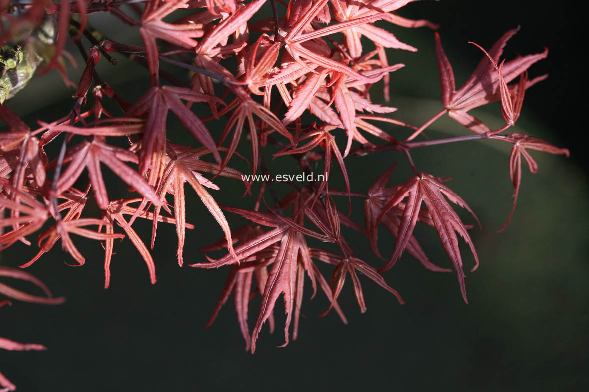 Acer palmatum 'Dr. Tilt'