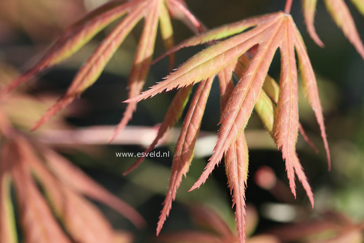 Acer palmatum 'Heguri'