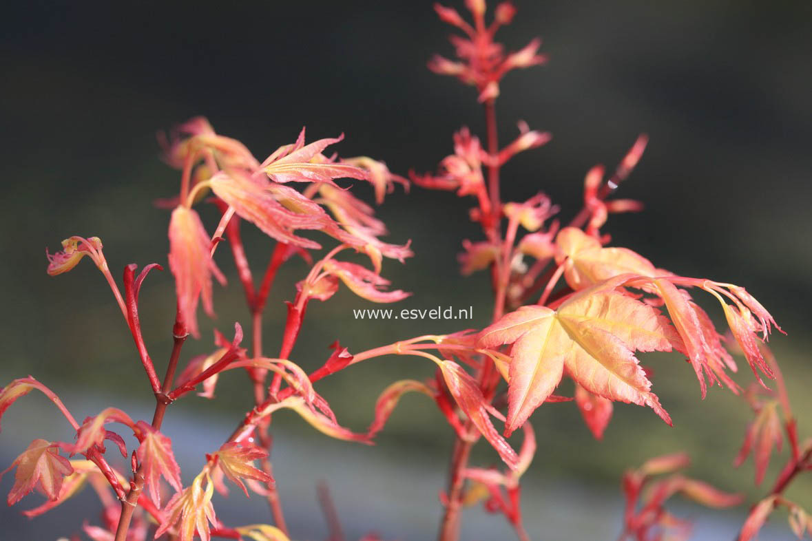 Acer palmatum 'Seigen Aureum'