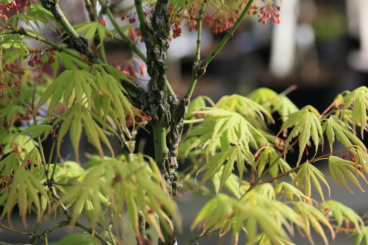 Acer palmatum 'Arakawa ukon'