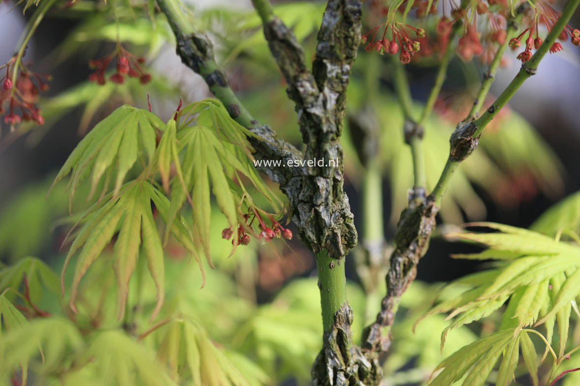 Acer palmatum 'Arakawa ukon'