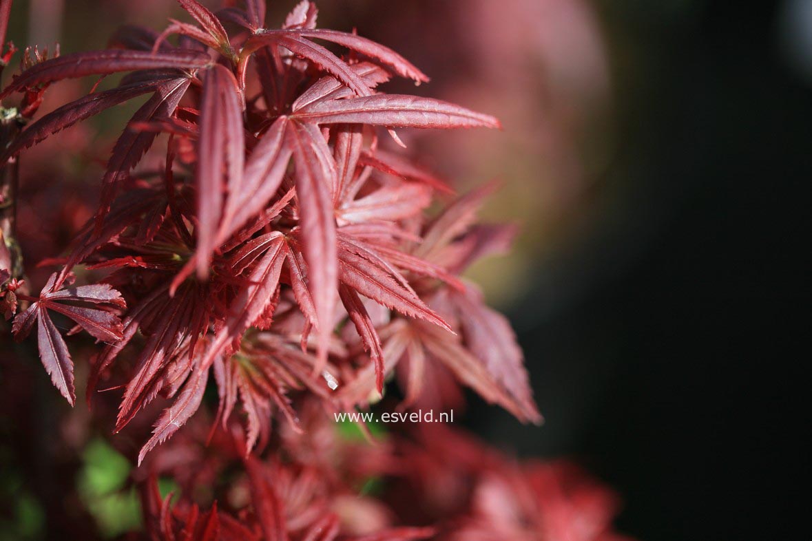 Acer palmatum 'Carlis Corner Broom'