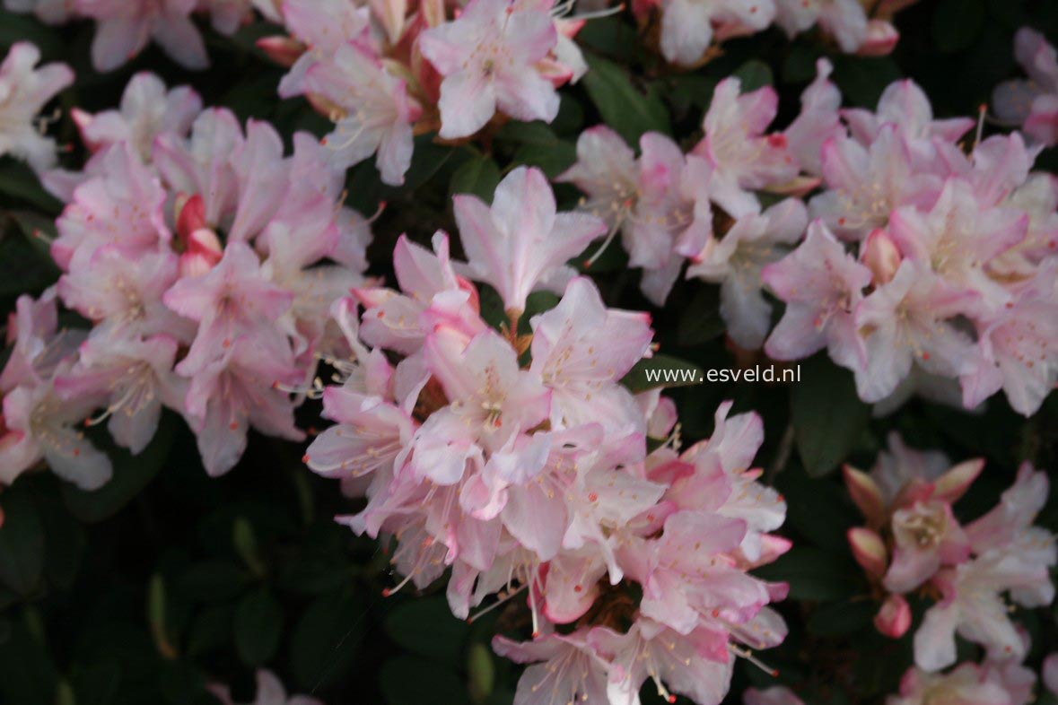 Rhododendron 'Christa Reich'