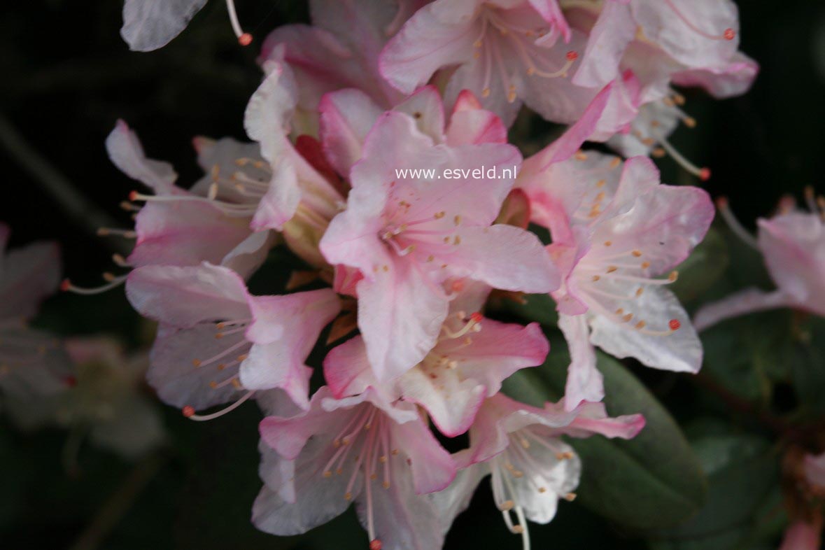 Rhododendron 'Christa Reich'