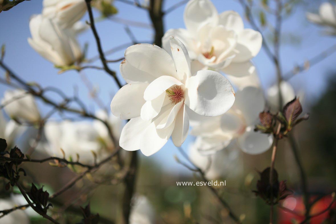 Magnolia 'Tina Durio'