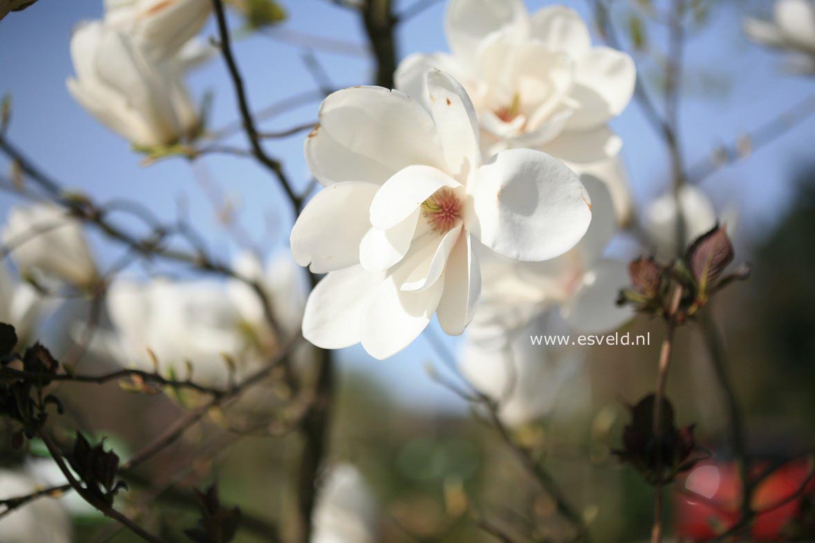 Magnolia 'Tina Durio'