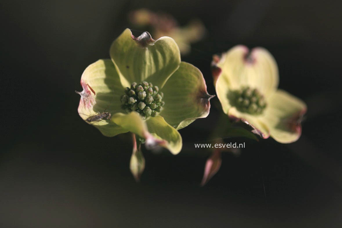 Cornus florida