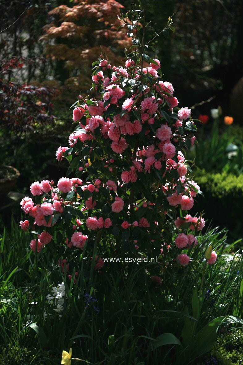 Camellia japonica 'Spring Festival'