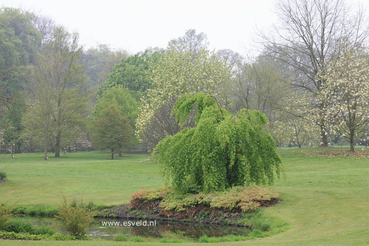 Cercidiphyllum japonicum 'Pendulum'