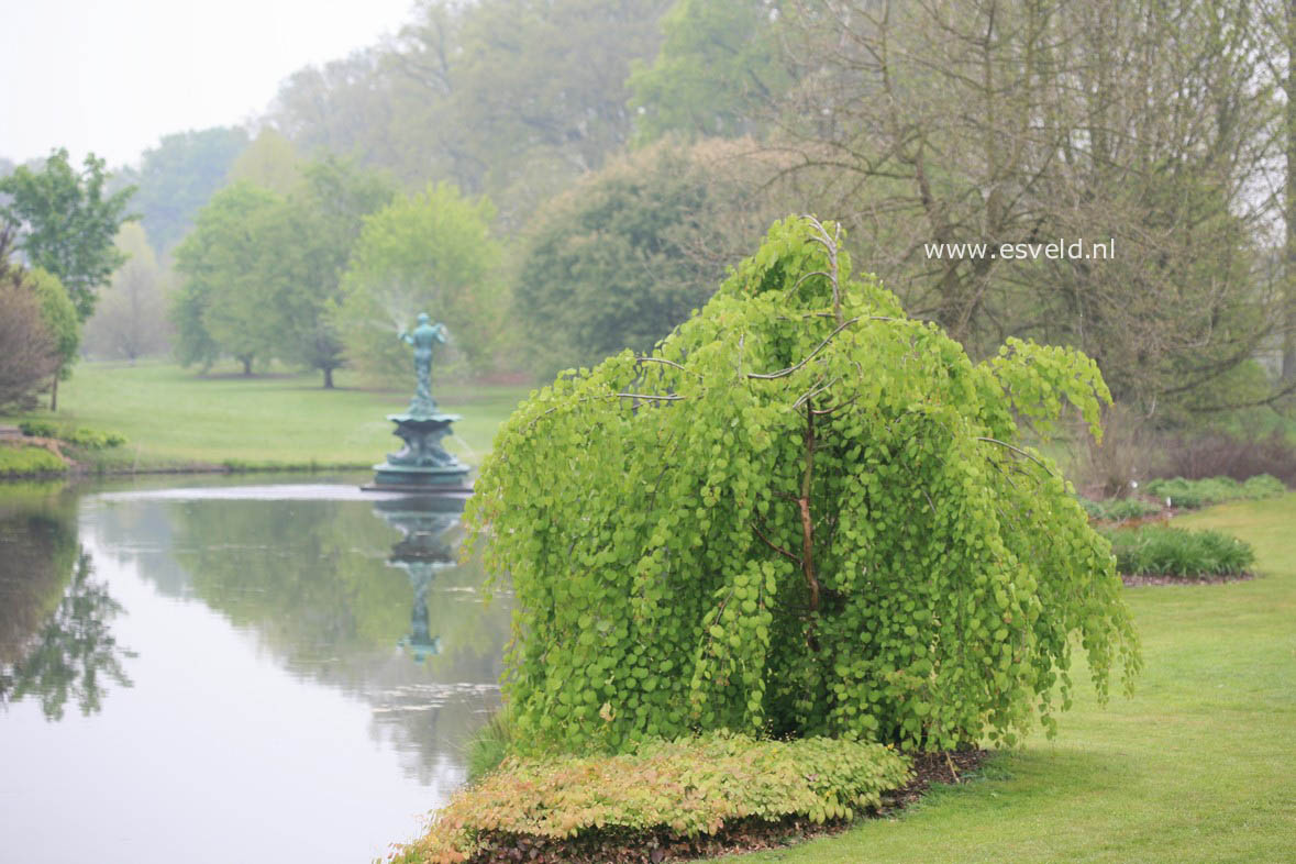 Cercidiphyllum japonicum 'Pendulum'