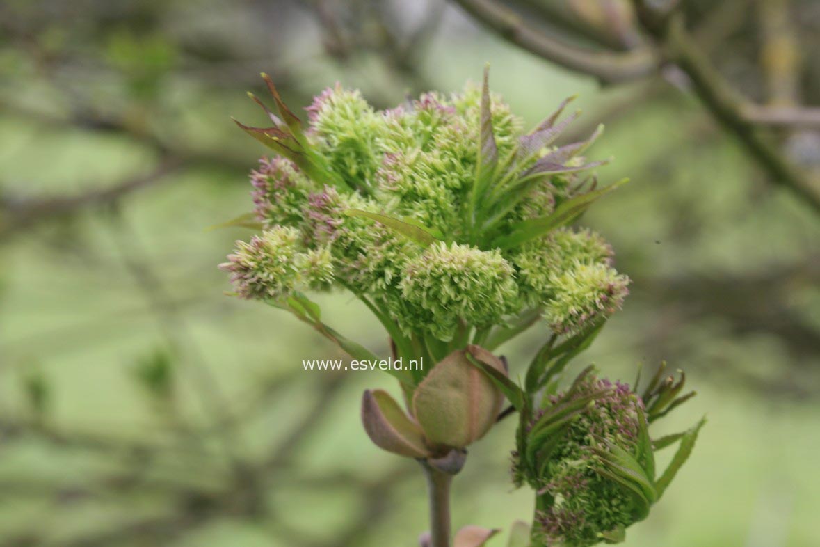 Fraxinus retusa