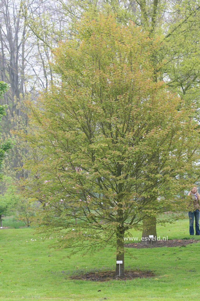 Cercidiphyllum japonicum 'Heronswood Globe'