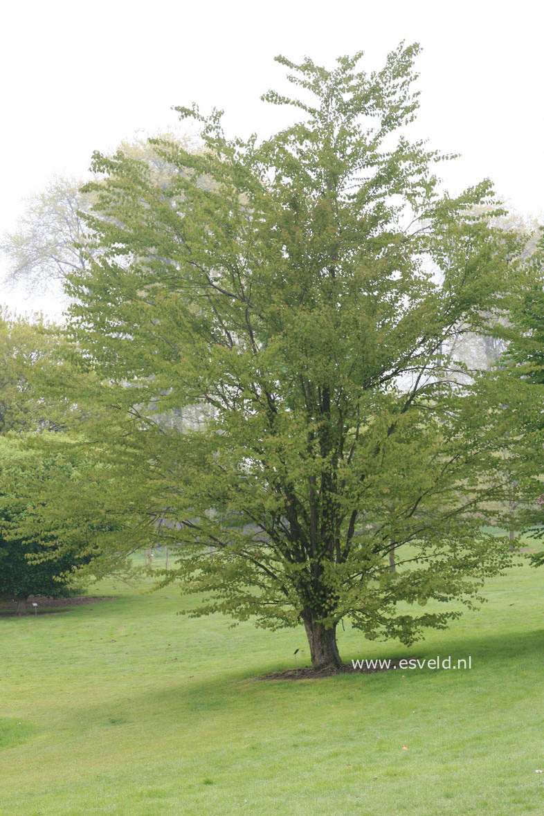 Cercidiphyllum japonicum