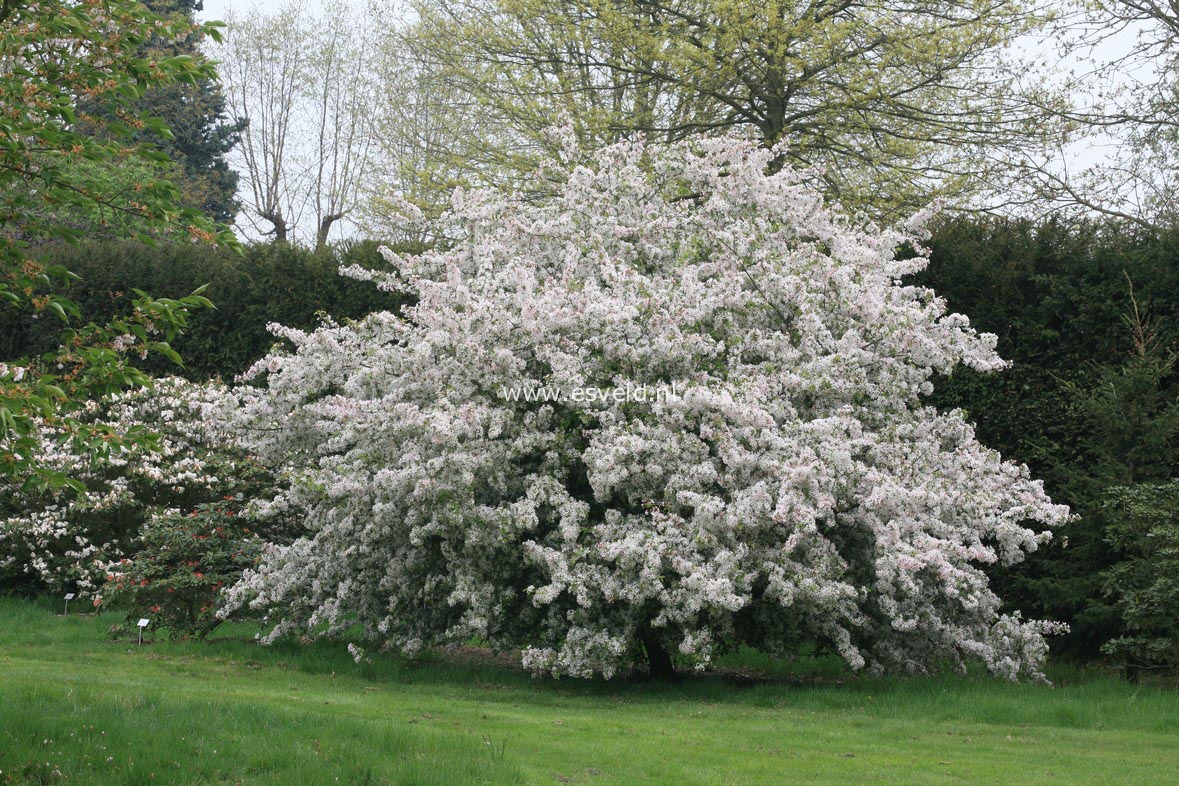 Malus floribunda