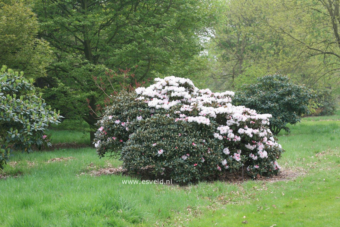 Rhododendron wiltonii