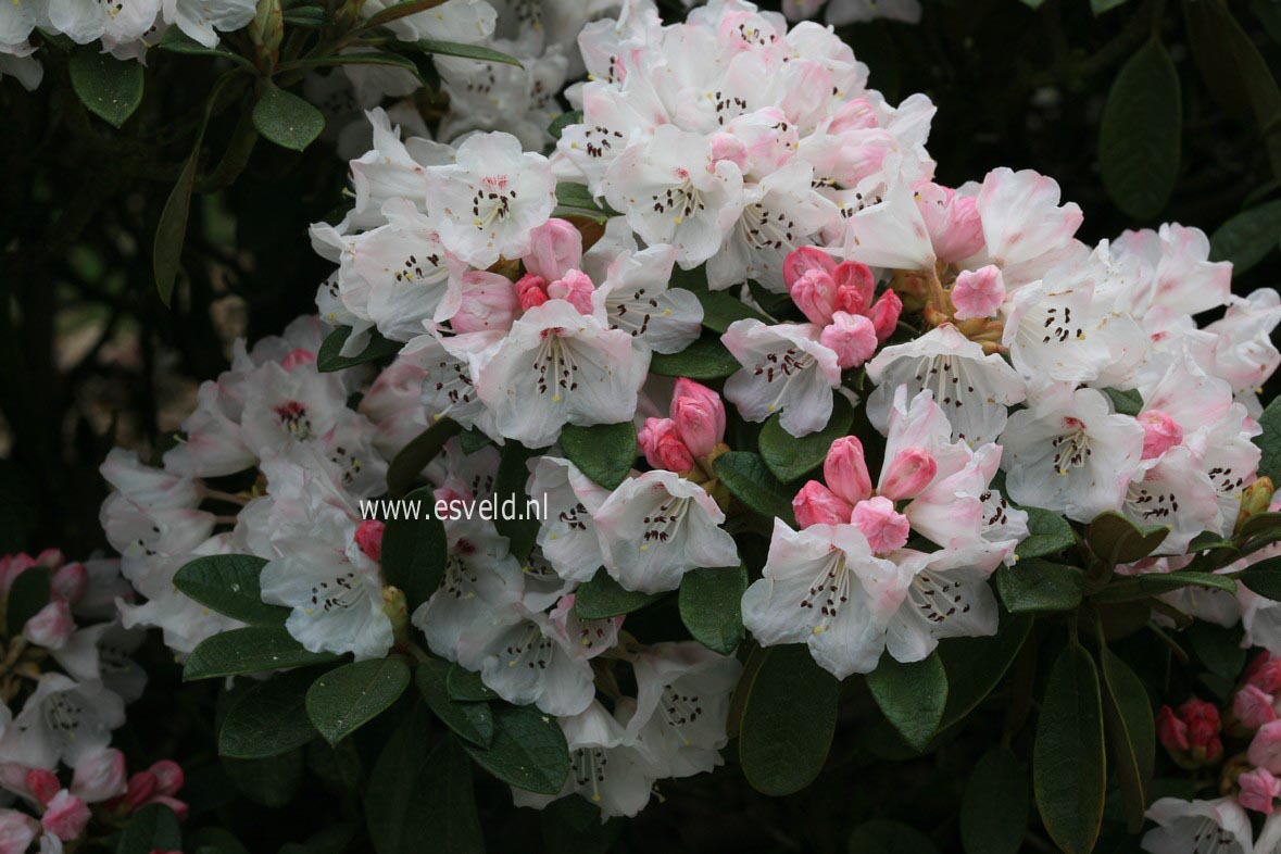 Rhododendron wiltonii