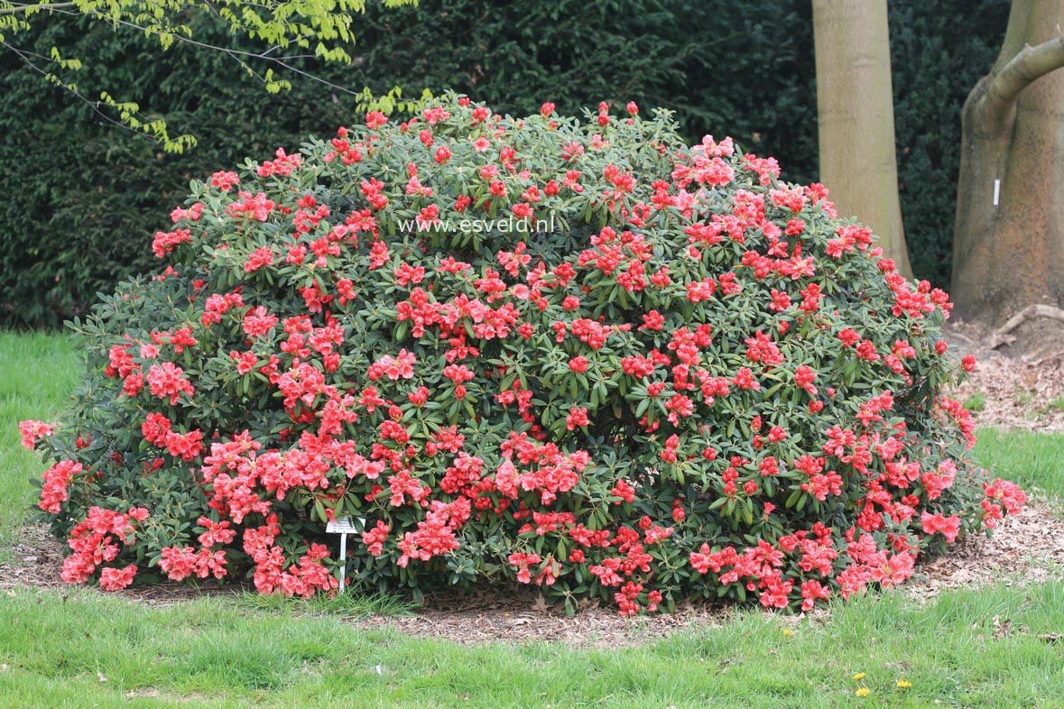 Rhododendron 'Shrimp Girl'