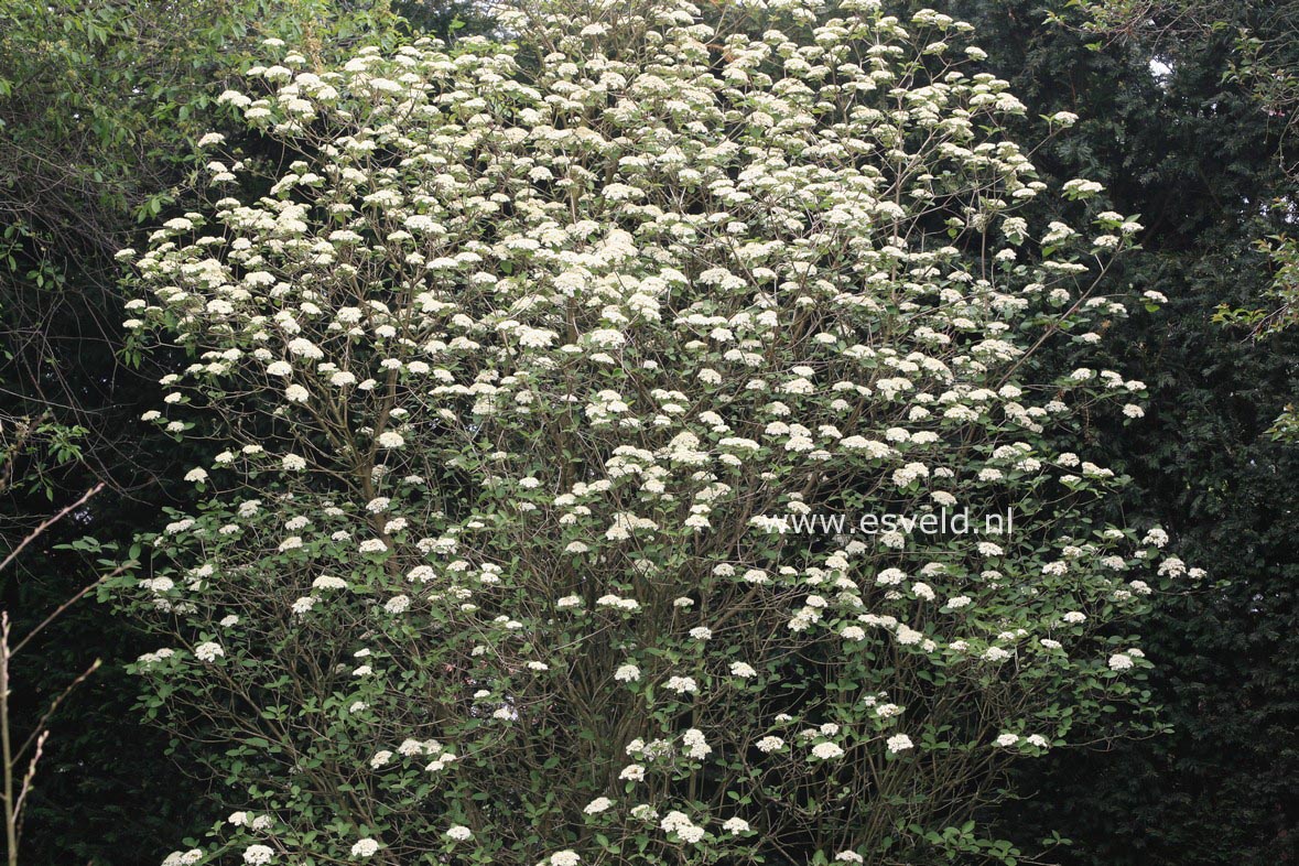 Viburnum lantana