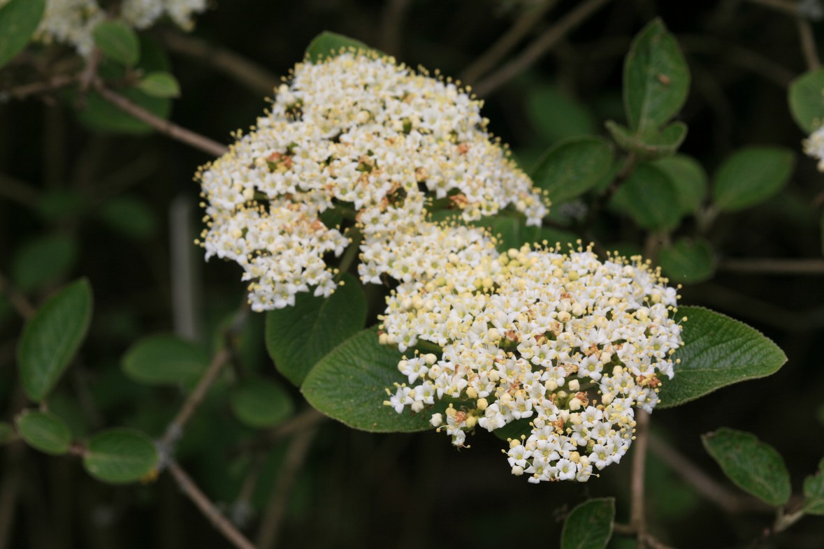 Viburnum lantana