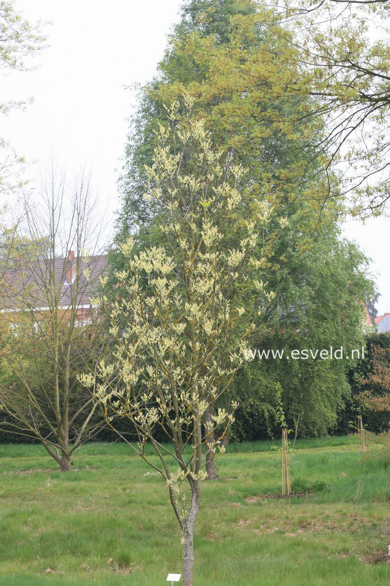 Fraxinus angustifolia 'Variegata'