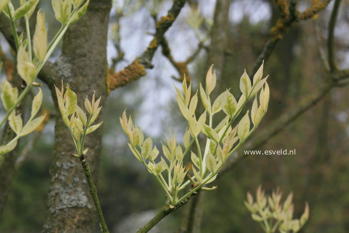 Fraxinus angustifolia 'Variegata'