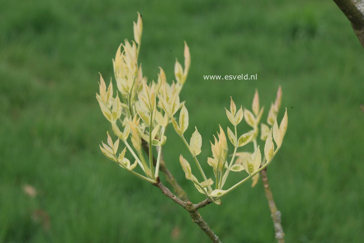 Fraxinus angustifolia 'Variegata'