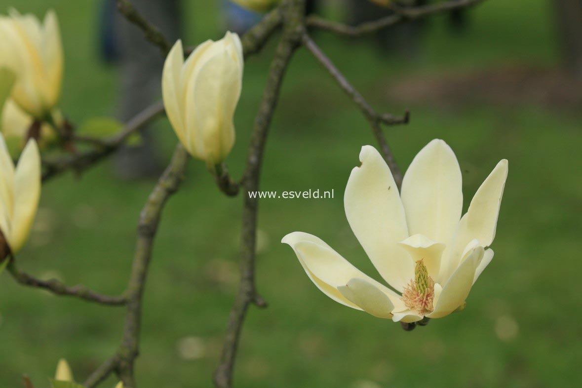 Magnolia 'Maxine Merrill'