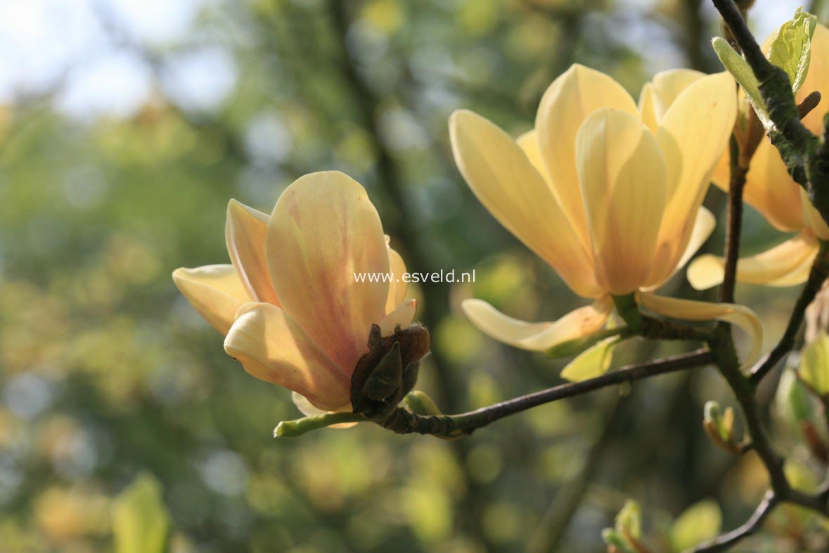 Magnolia 'Butterflies'