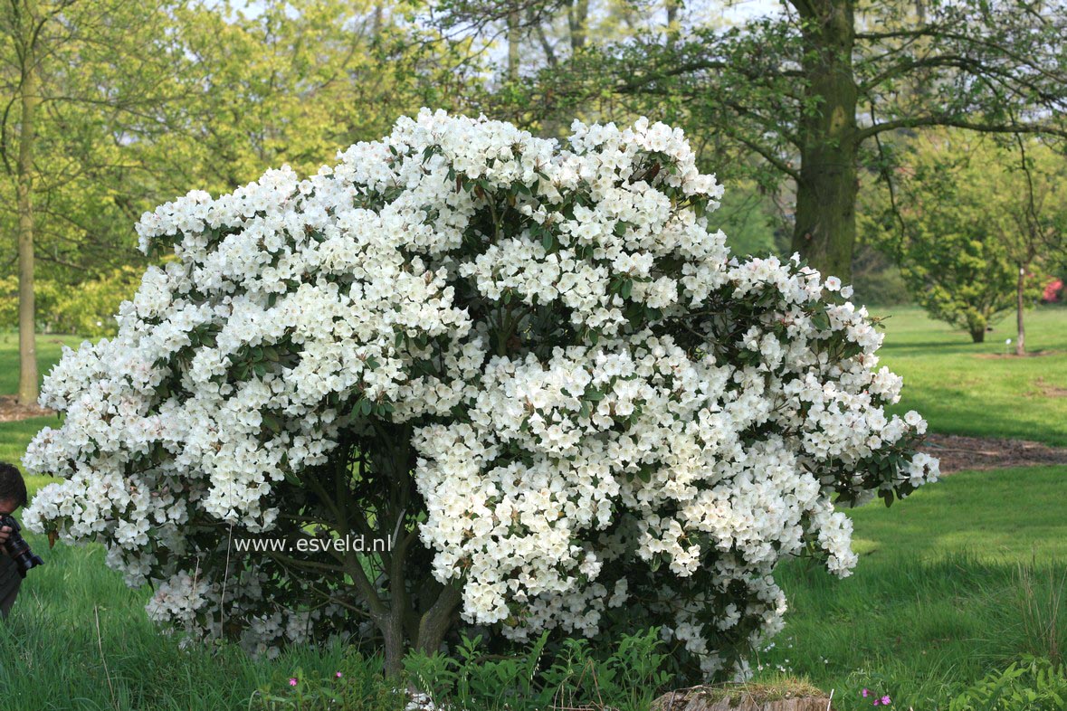 Rhododendron pseudochrysanthum