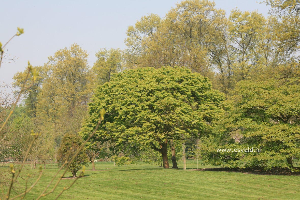 Zelkova serrata