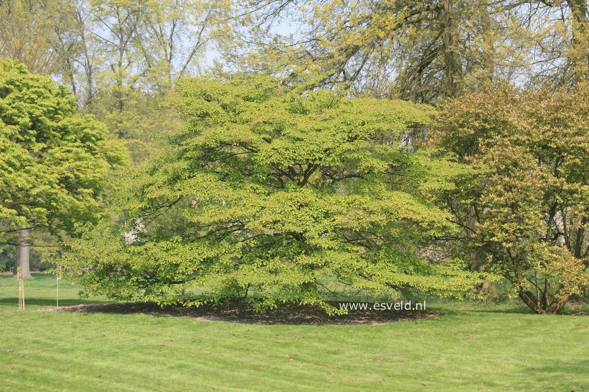 Cornus controversa