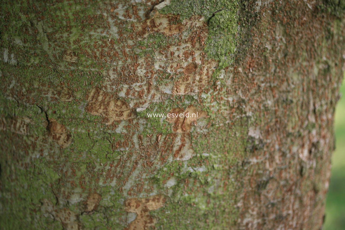 Zelkova serrata