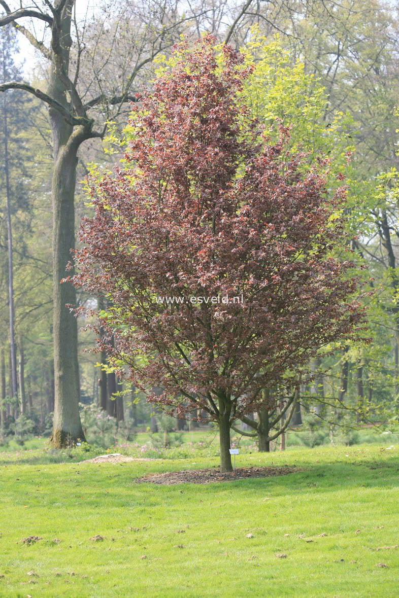 Fagus sylvatica 'Rohanii'