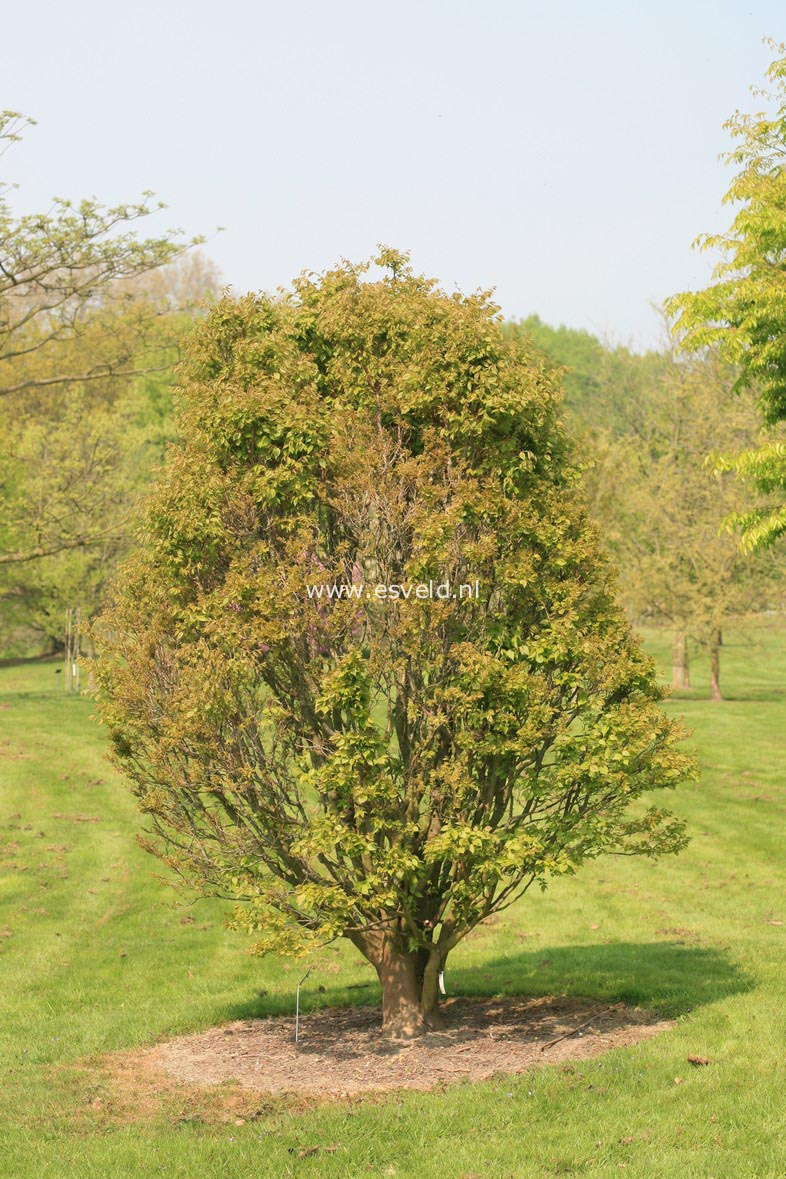 Zelkova serrata 'Goblin'