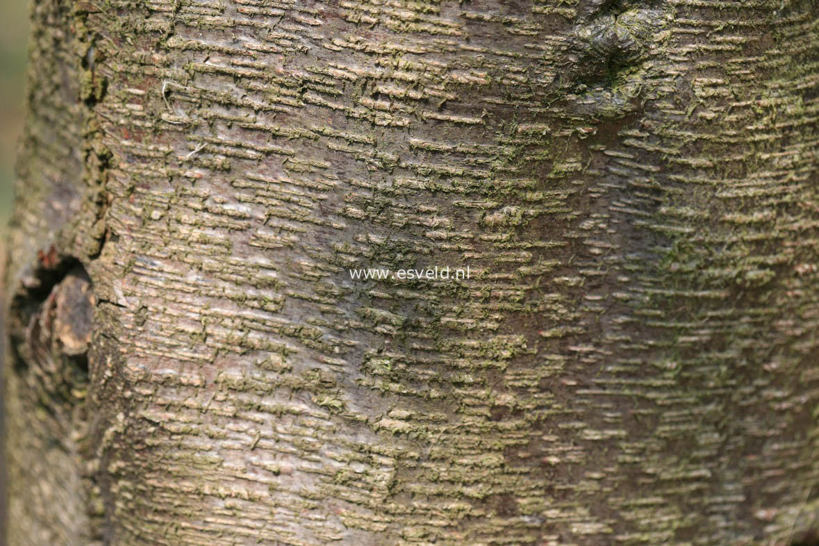 Betula lenta