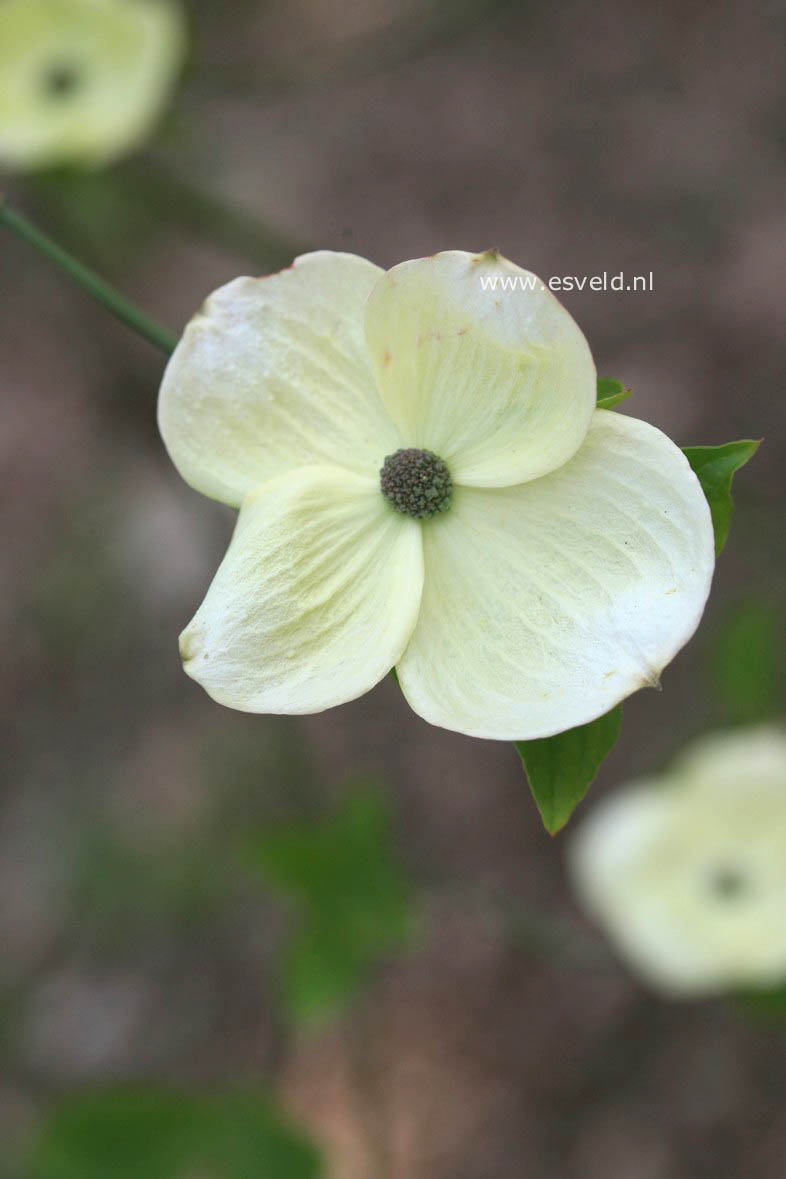 Cornus nuttallii 'Pink Blush'