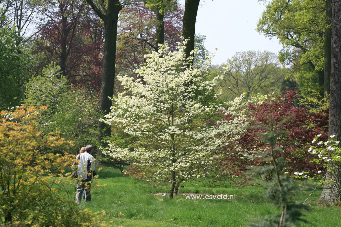 Cornus florida 'Cherokee Princess'