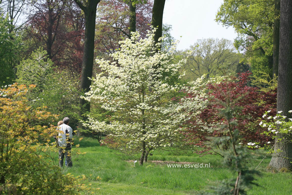 Cornus florida 'Cherokee Princess'