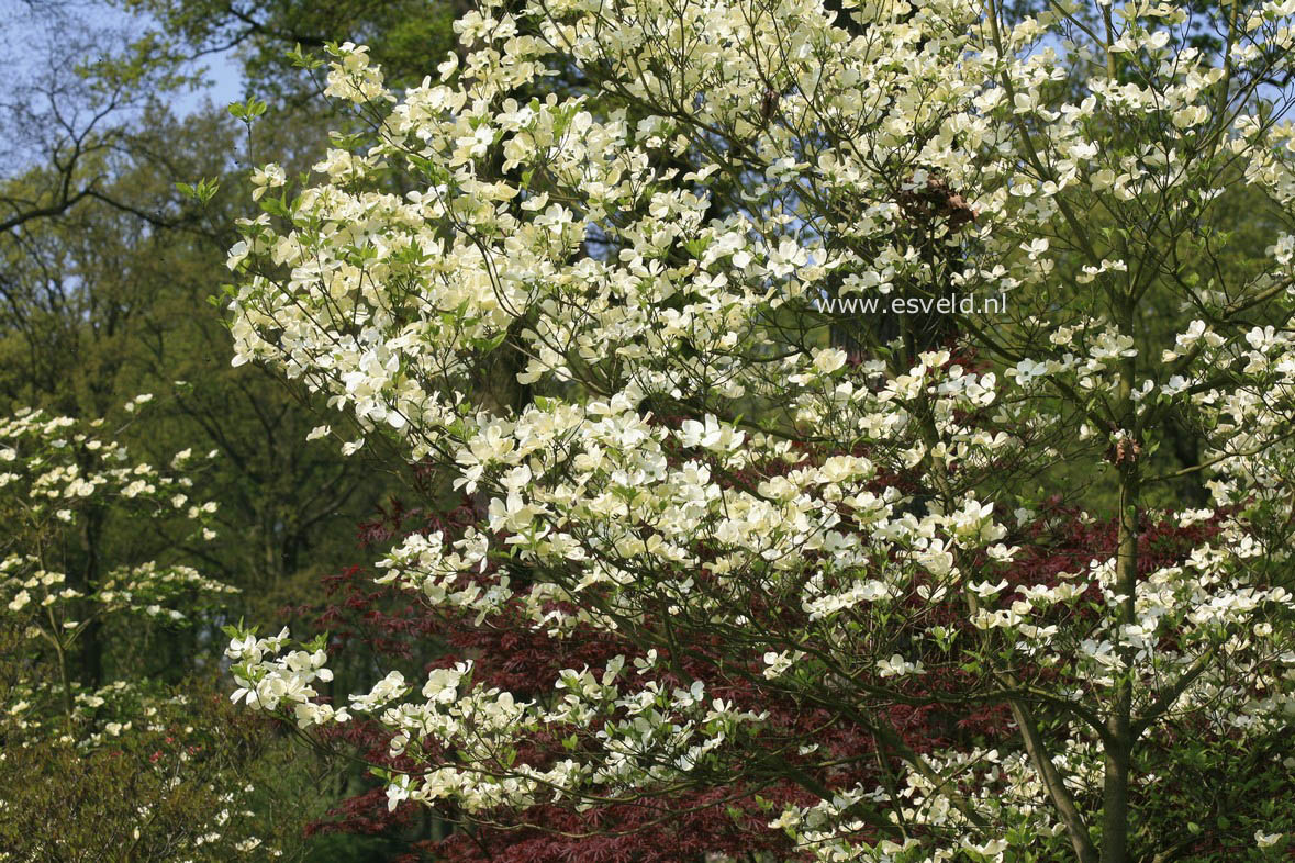 Cornus florida 'Cherokee Princess'