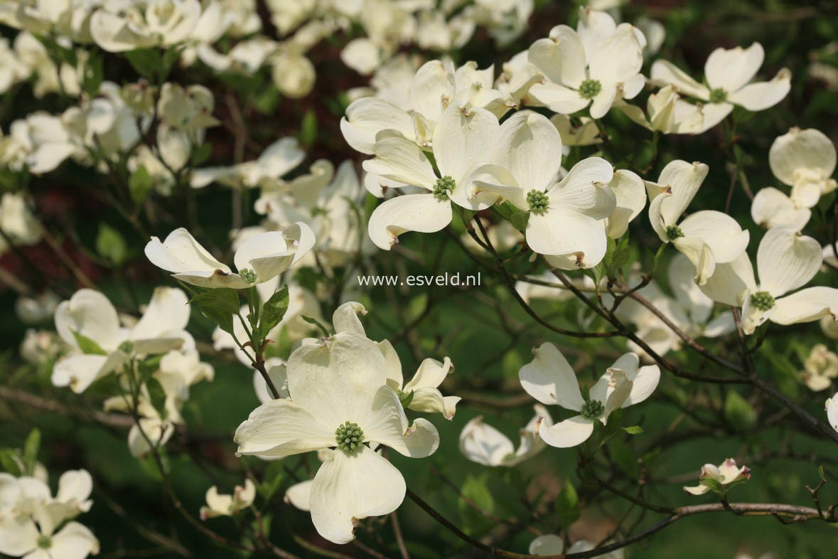 Cornus florida 'Cherokee Princess'