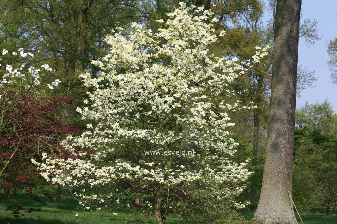 Cornus florida 'Cherokee Princess'