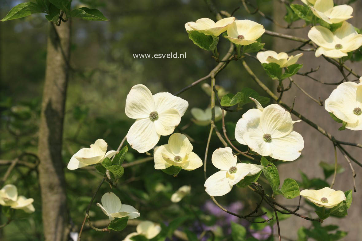 Cornus 'Ormonde'