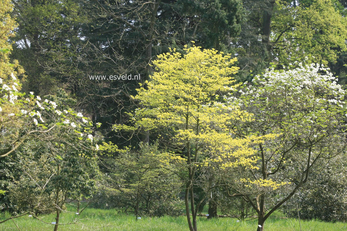 Cornus florida 'George Henry Ford'