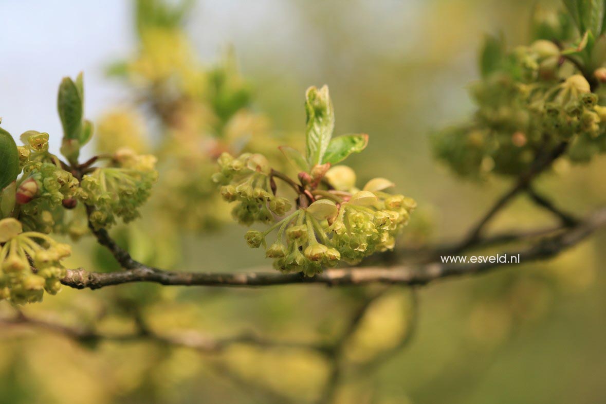 Lindera erythrocarpa