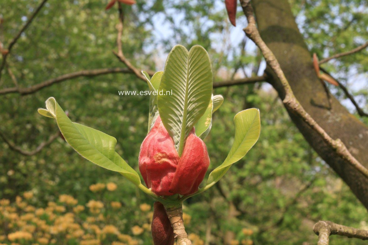 Magnolia officinalis biloba