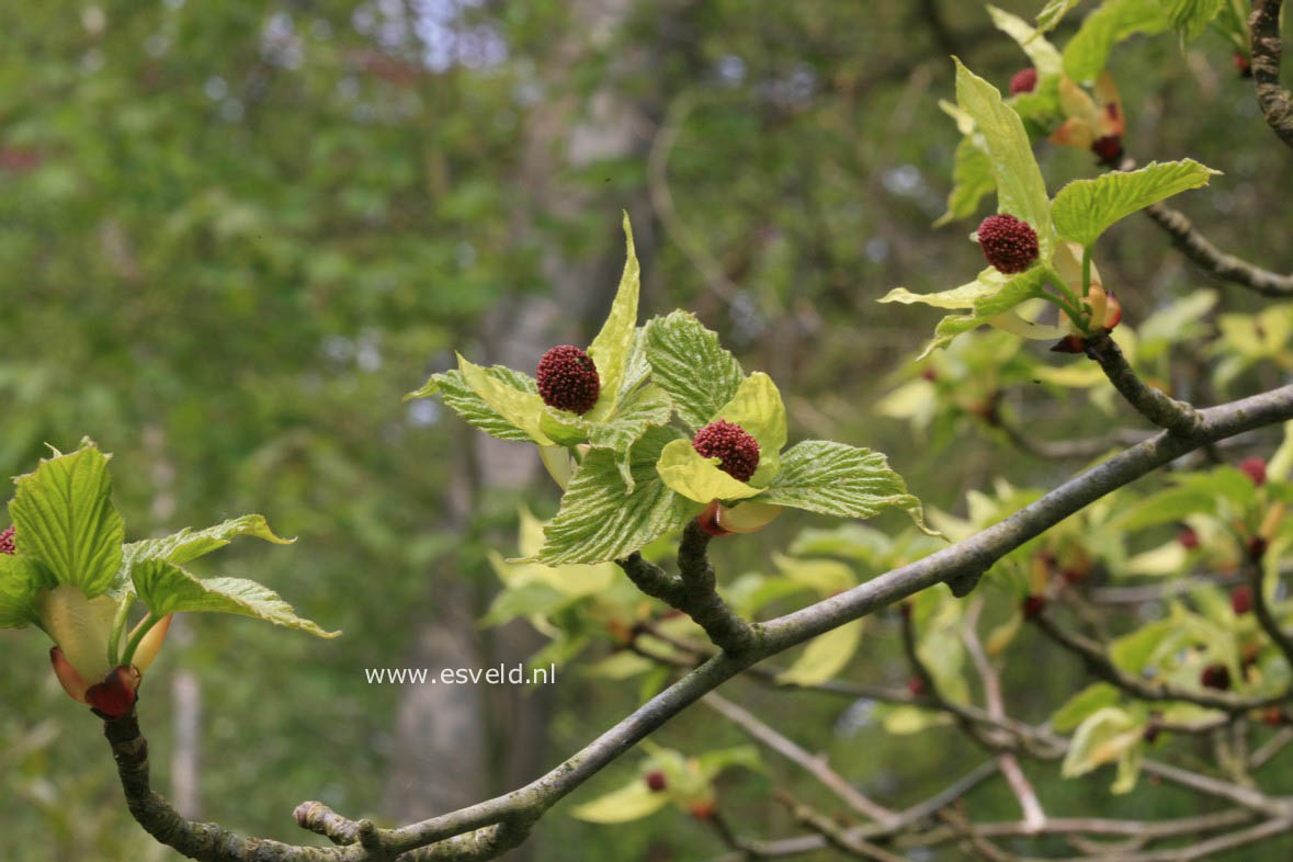 Davidia involucrata