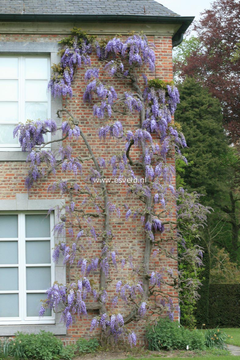 Wisteria sinensis