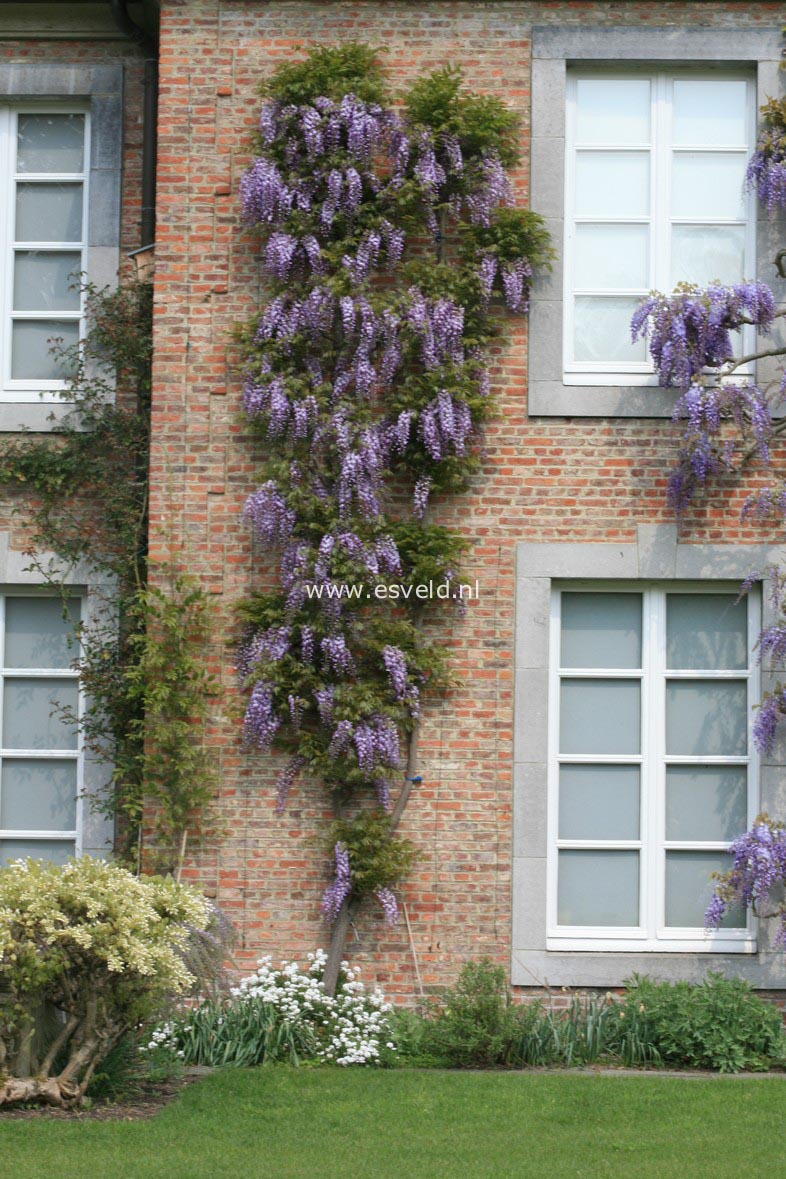 Wisteria floribunda 'Domino' (Issai)